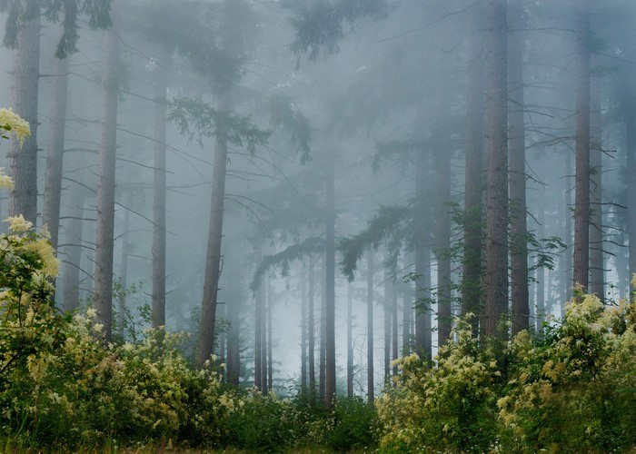 Misty forest with tall pine trees and foreground foliage