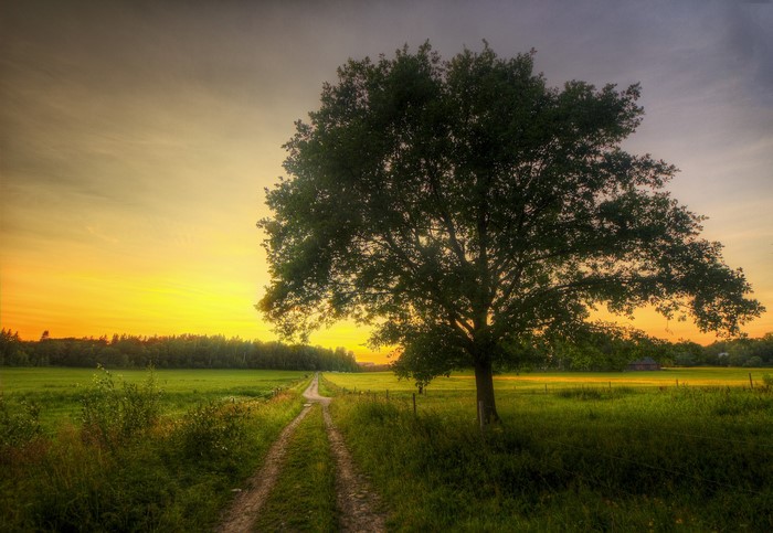 Tree in a field at sunset