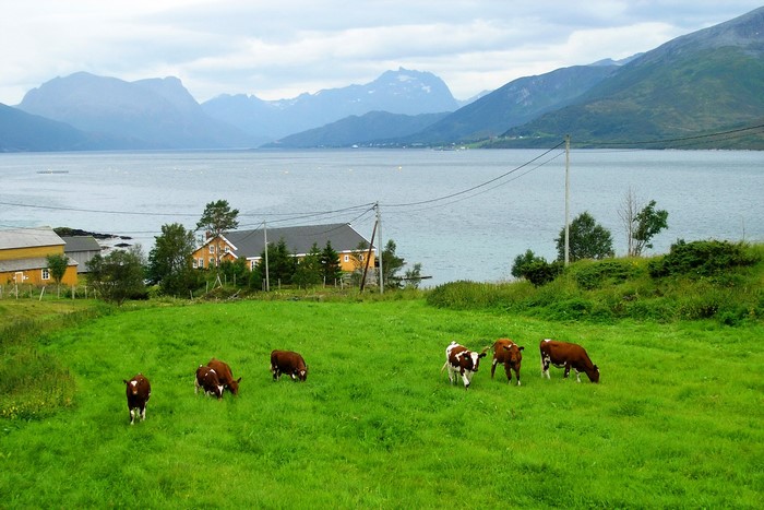 Cows grazing in a Norwegian landscape with mountains and a lake