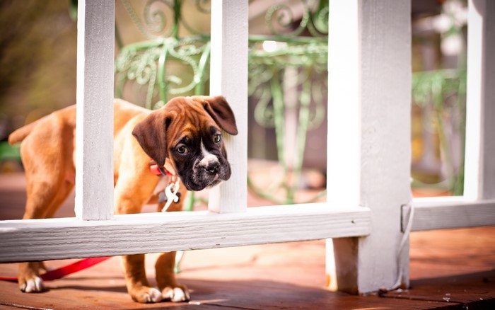 Boxer puppy on a wooden deck