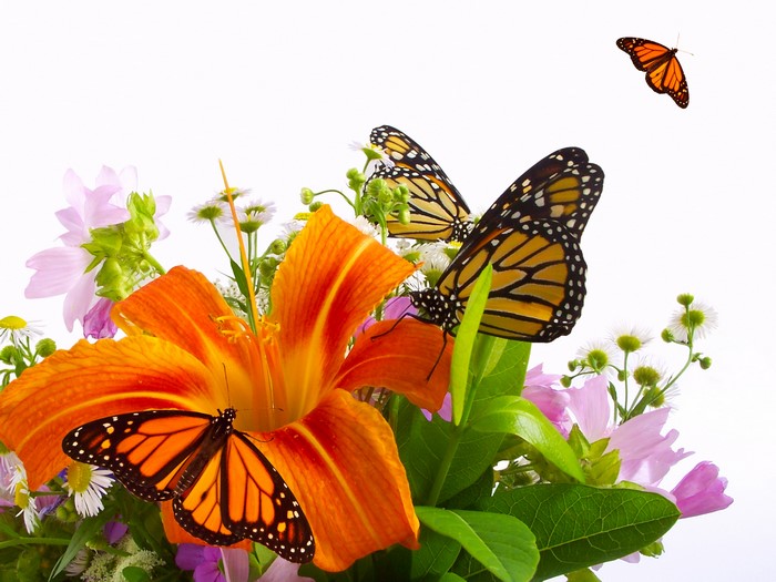 Monarch Butterflies on Orange Lilies and Wildflowers