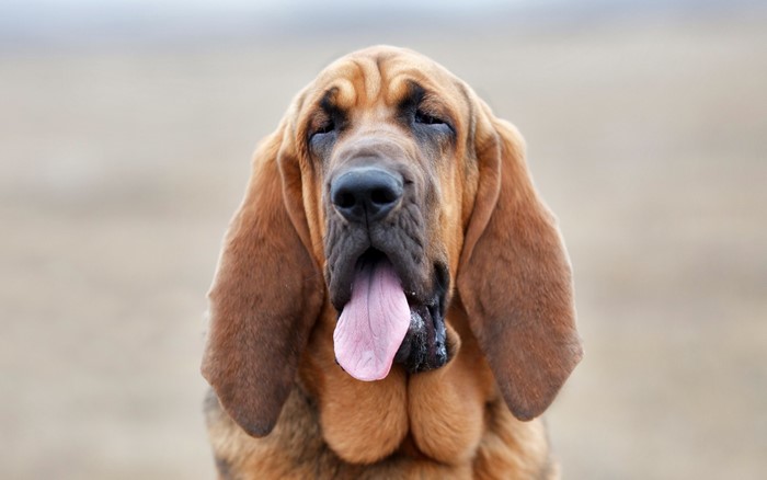 Bloodhound dog with tongue out