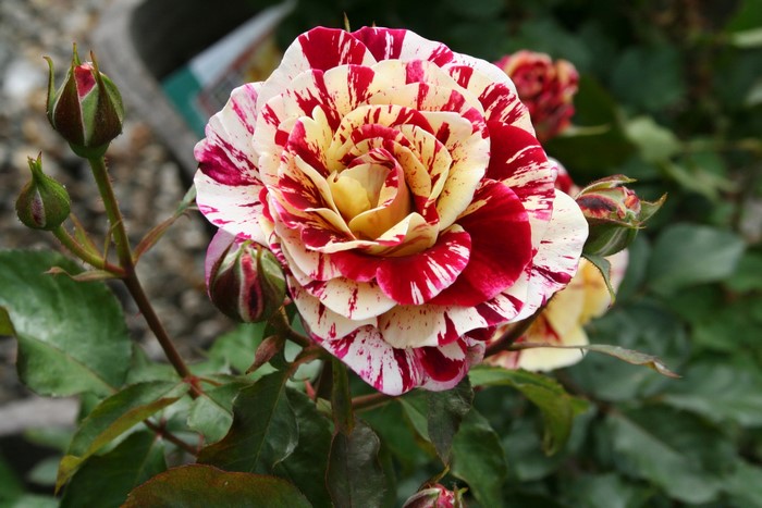 Striped rose with buds