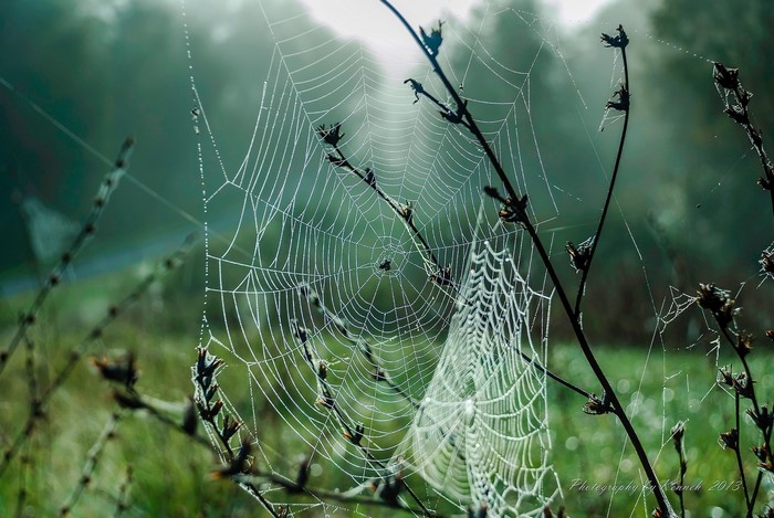 Spider web on branches with dew drops