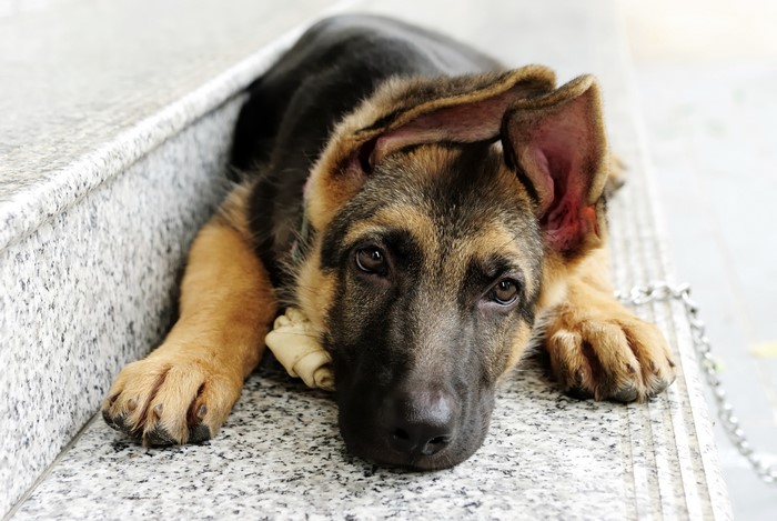 German Shepherd Puppy Lying Down