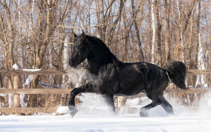 Black horse running in the snow