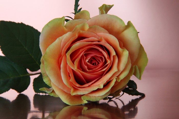 Close-up of an orange and yellow rose