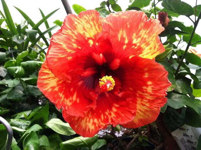 Red and yellow variegated hibiscus flower
