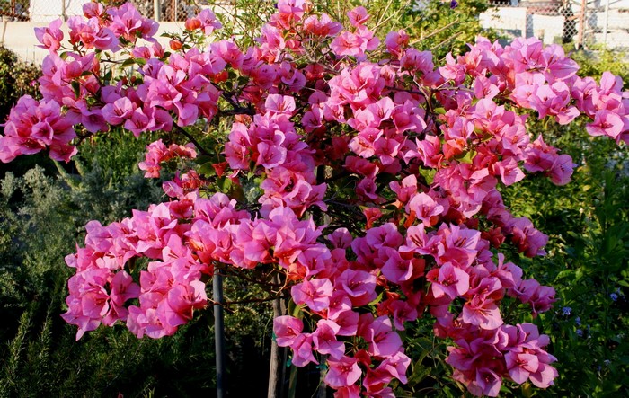Pink Bougainvillea Flowers in Bloom