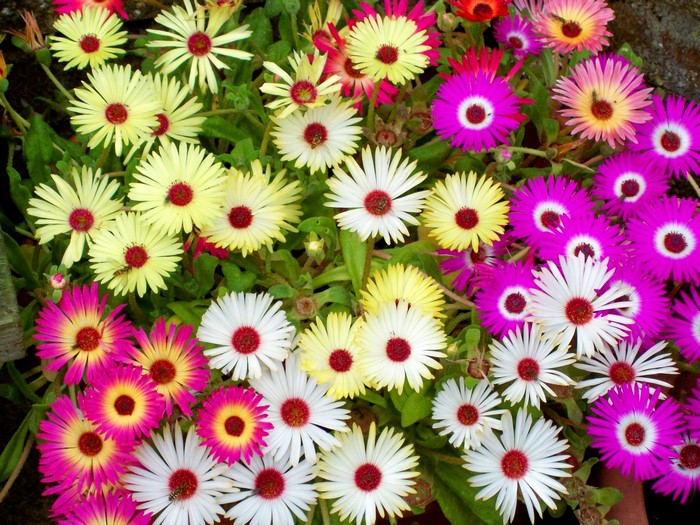 Colorful Mesembryanthemum flowers in bloom