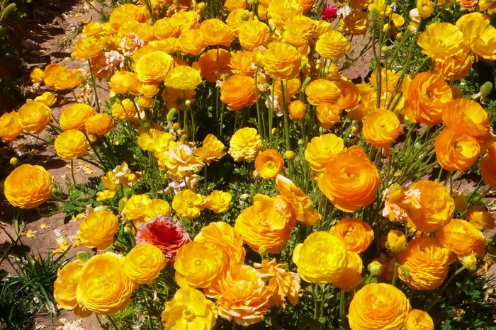 Field of Yellow and Orange Ranunculus Flowers