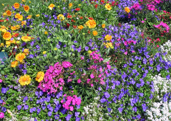 A vibrant flower bed with yellow, pink, and purple flowers