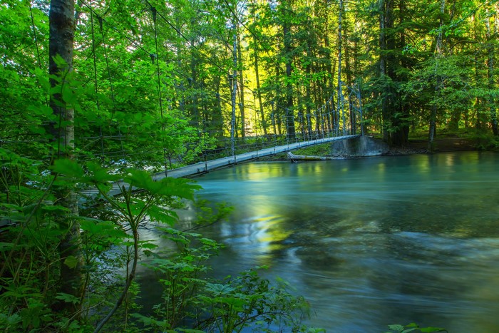 Suspension bridge over a river in a lush forest