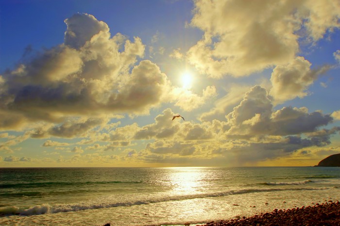 Seagull flying over the sea with clouds and sun