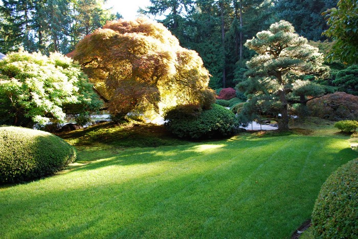 Japanese Garden with Maple and Pine Trees in Portland