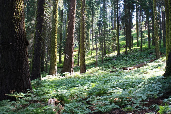 Sequoia National Park Forest with Ferns