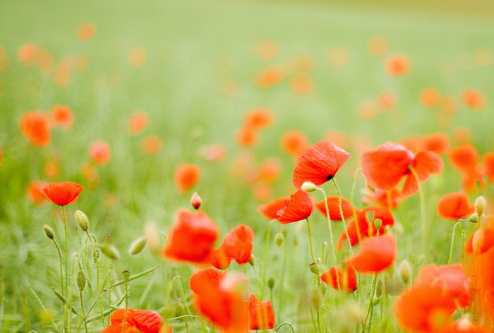 Field of red poppies in green grass