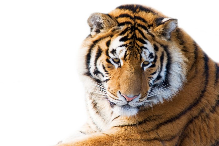 Tiger close-up portrait