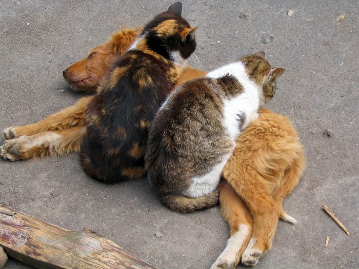 Two cats sleeping on a dog