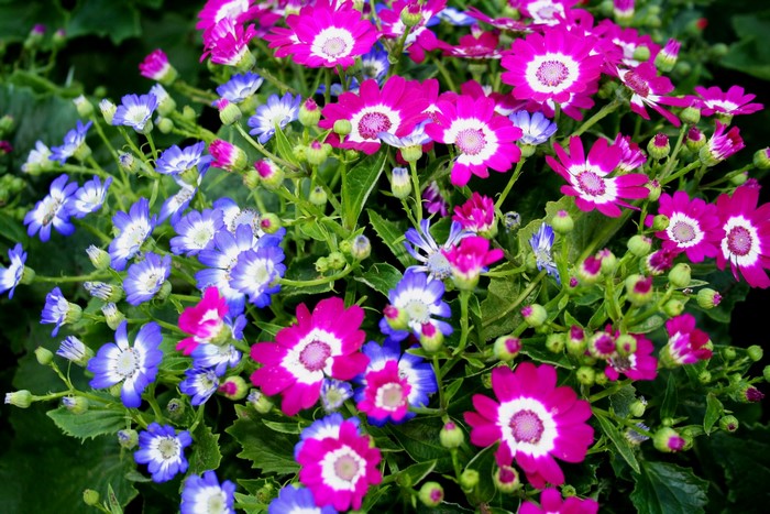 Pink and blue Cineraria flowers in bloom