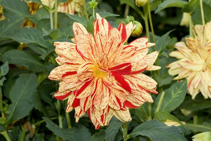 Dahlia flower with red and yellow stripes