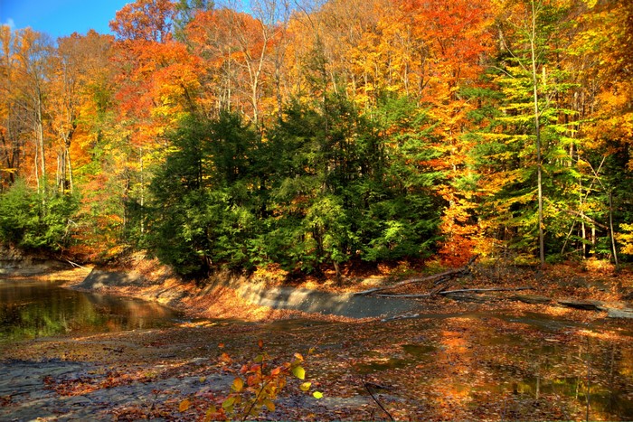 Autumn forest with a small pond