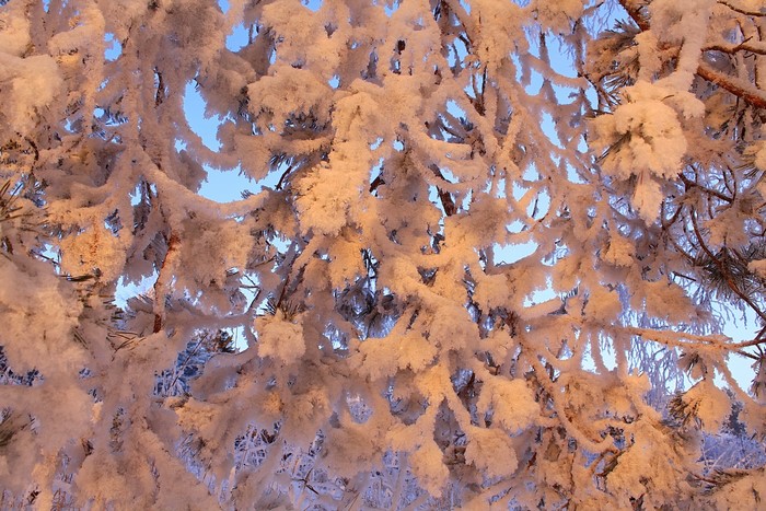 Close-up of snow-covered pine branches in winter
