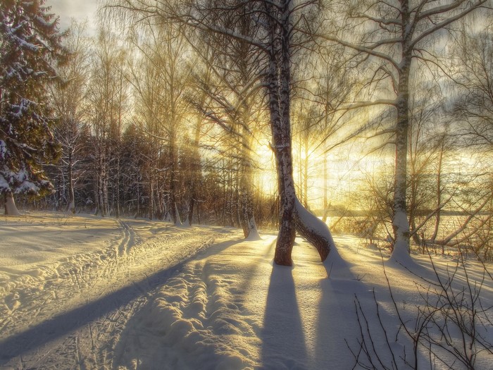Winter forest with sun rays and snow-covered path