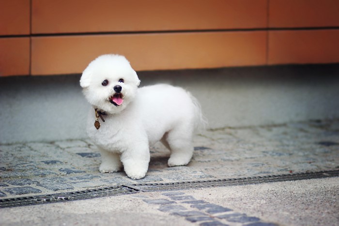 Bolognese dog standing on cobblestone