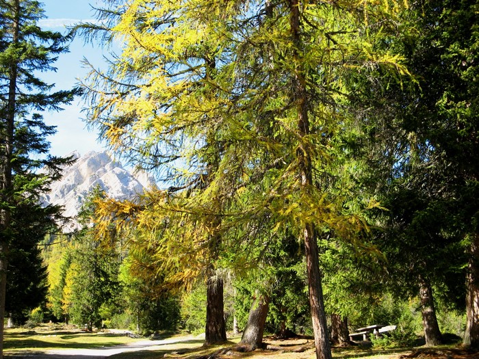 Trees and Mountains in South Tyrol, Italy