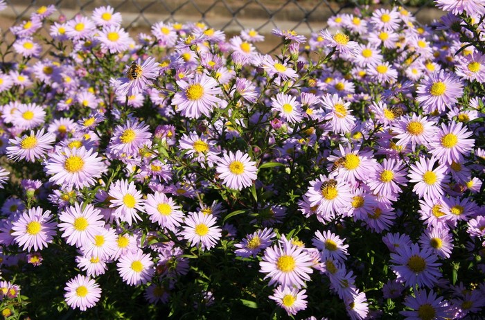 Many purple asters with bees