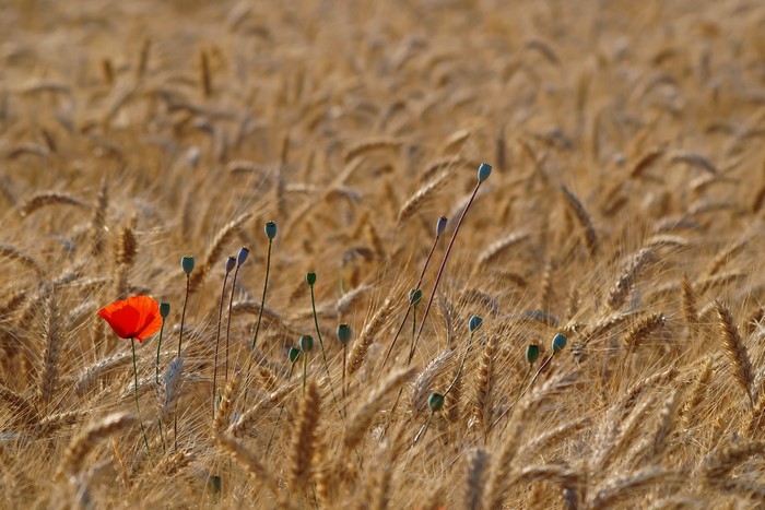 Red poppy in a wheat field with poppy seed heads