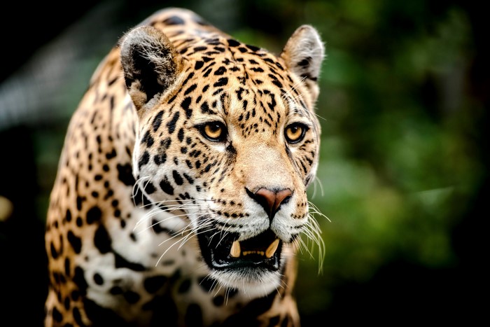 Jaguar with open mouth and yellow eyes