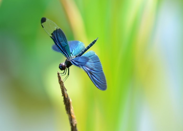 Blue dragonfly perched on a twig
