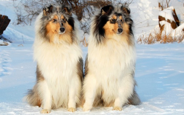 Two Rough Collies sitting in the snow