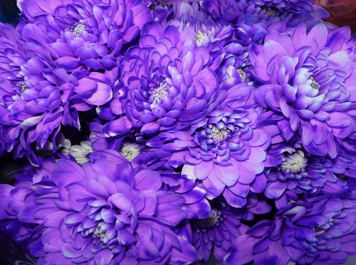 Close-up of Violet Chrysanthemums