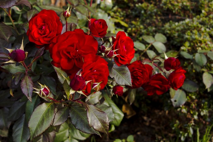 Red roses and buds on a bush