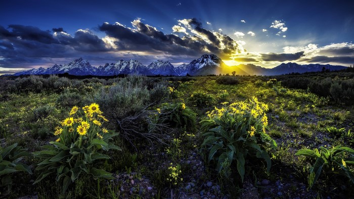 Grand Teton National Park Sunrise with Wildflowers