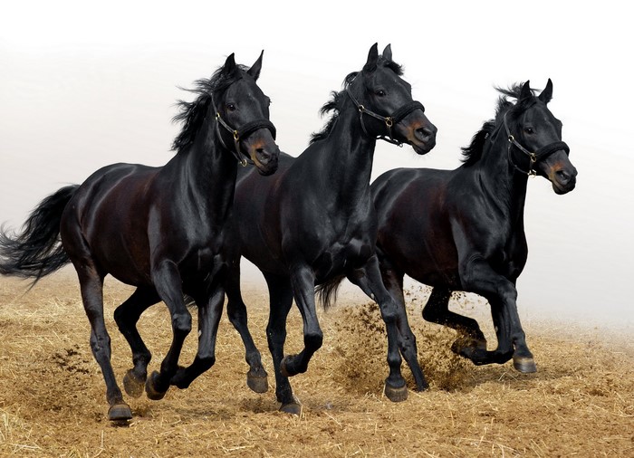 Three black horses running in a field