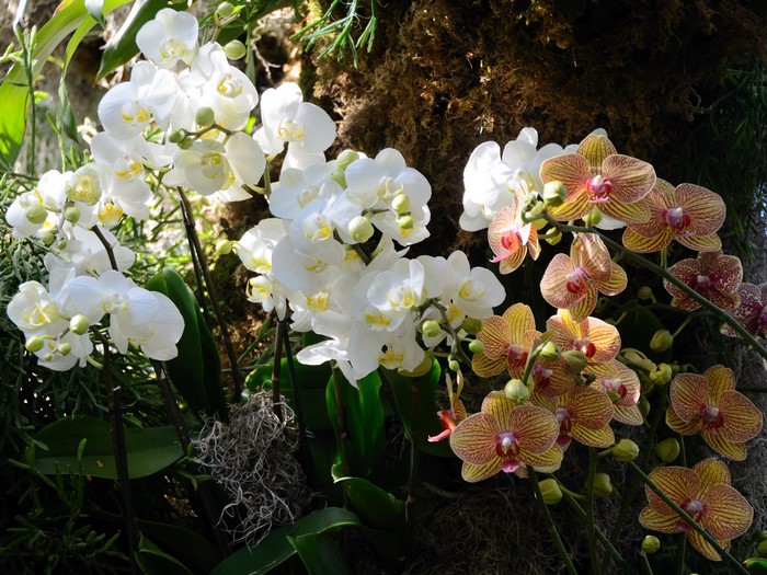 White and yellow orchids on a tree trunk