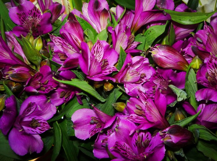 Many violet Alstroemeria flowers