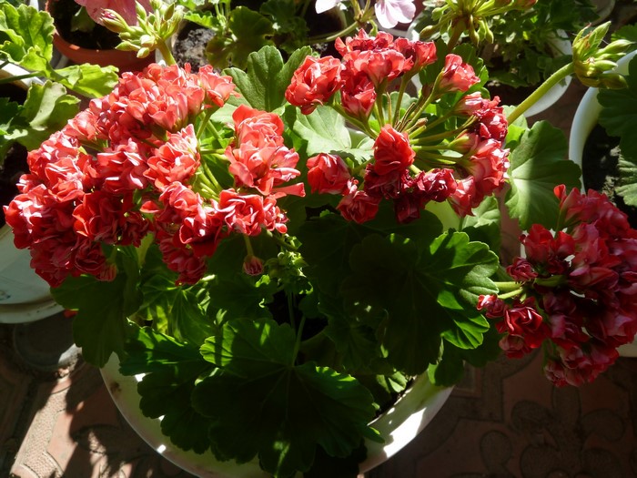 Red Geranium Flowers in a Pot