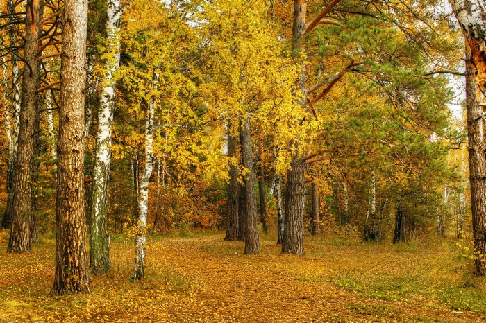 Autumn forest with yellow leaves on trees and ground
