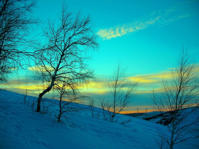 Bare trees on a snowy hill at sunset