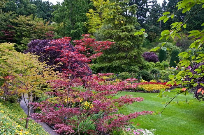 Butchart Gardens with Japanese Maple Trees