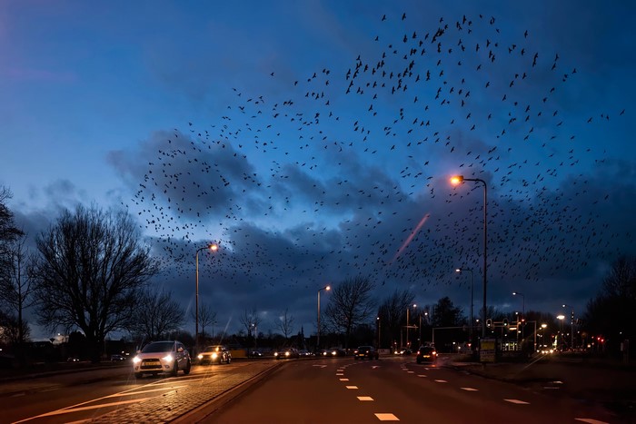 Flock of birds flying over a road at dusk in the Netherlands
