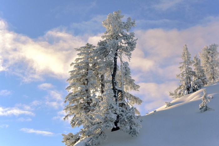 Snow-covered trees on a sunny winter day