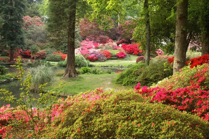 Exbury Gardens Rhododendrons and Water in Hampshire, England