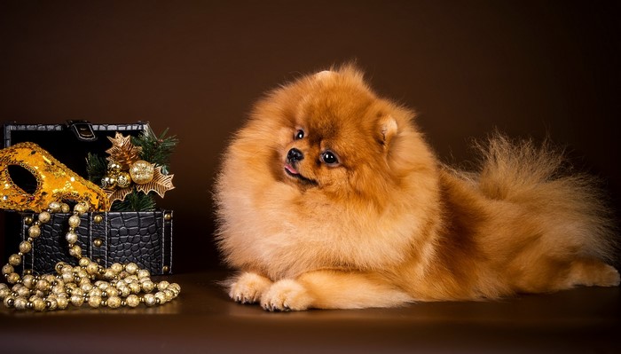 Pomeranian dog with masquerade mask and treasure chest