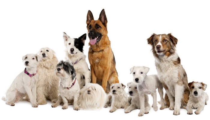 Group of dogs of various breeds sitting and standing